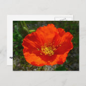 Carte Postale Pavot rouge de l'Alaska Fleur colorée (Devant / Derrière)