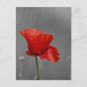 Carte Postale Pavot rouge vif sur fond gris