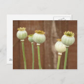 Carte postale Pavot Seedheads (Devant / Derrière)