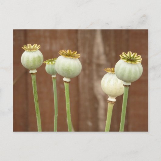 Carte postale Pavot Seedheads (Devant)
