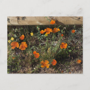 Carte Postale Pavots de Californie