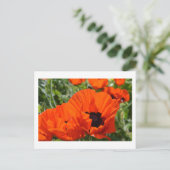 Carte Postale Pavots d'Orient (Debout devant)