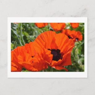 Carte Postale Pavots d'Orient
