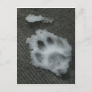 Carte Postale Paw de chat congelé