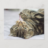 Carte Postale Paw de cueillette de chat Tabby (Devant)