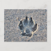 CARTE POSTALE PAWPRINT IN THE SAND (Devant)