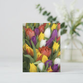 Carte Postale Pays-Bas, Hollande du Sud, Amsterdam (Debout devant)