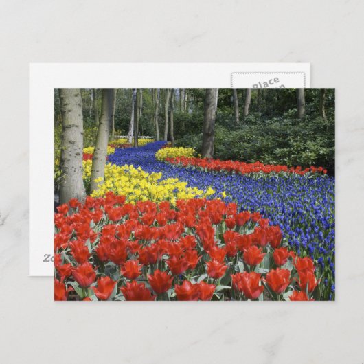 Carte Postale Pays-Bas, Hollande, Lisse, Keukenhof Gardens (Devant / Derrière)