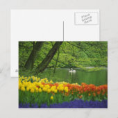 Carte Postale Pays-Bas, Lisse. Des cygnes blancs sur l'étang au (Devant / Derrière)