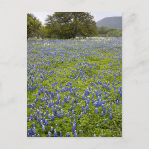 Carte Postale Pays collinaire, Texas, Bleuets et chêne