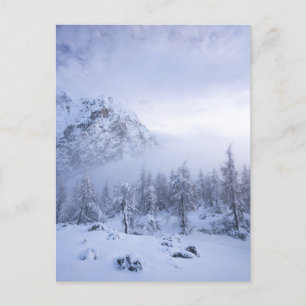 Carte Postale Pays merveilleux d'hiver, brouillard, forêt d'épin