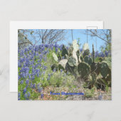 Carte postale Pays Texas Bluebonnets et Cactus (Devant / Derrière)