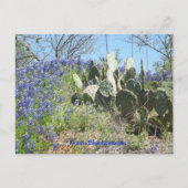 Carte postale Pays Texas Bluebonnets et Cactus (Devant)