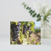 Carte Postale Pays vinicole de Californie (Debout devant)