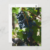 Carte Postale Pays viticole du Colorado (Devant / Derrière)