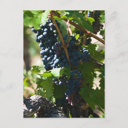 Carte Postale Pays viticole du Colorado (Devant)