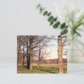 Carte Postale Paysage arboré (Debout devant)