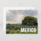 Carte Postale Paysage Avec Agave Bleue (Devant / Derrière)