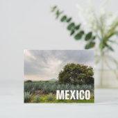 Carte Postale Paysage Avec Agave Bleue (Debout devant)