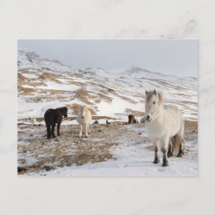 Carte Postale Paysage avec chevaux islandais
