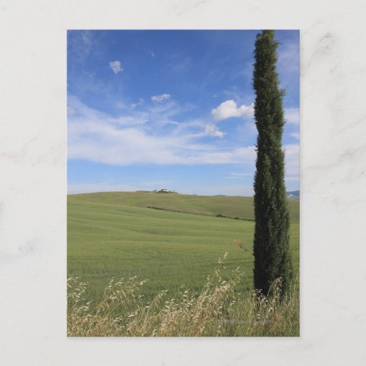 Carte Postale Paysage avec Cypress (Devant)
