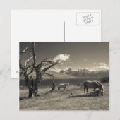 Carte Postale Paysage avec des chevaux (Devant / Derrière)