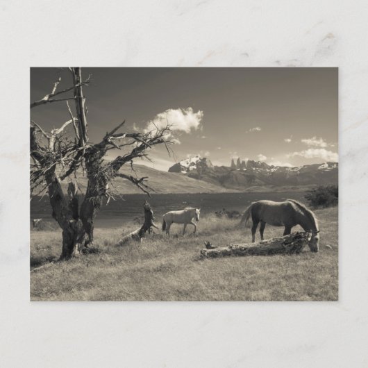 Carte Postale Paysage avec des chevaux (Devant)