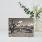 Carte Postale Paysage avec des chevaux (Debout devant)