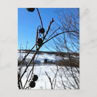 Carte postale paysage Baies d'hiver 