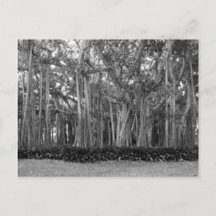 Carte Postale Paysage Banyan Trees B&W Photo