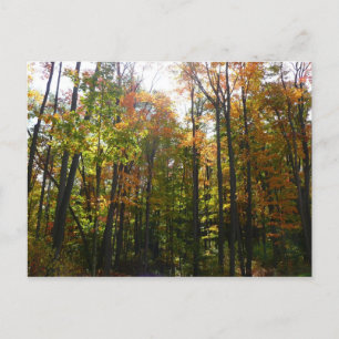 Carte Postale Paysage d'automne de forêt ensoleillée