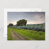 Carte Postale Paysage De Blue Agave (Devant / Derrière)