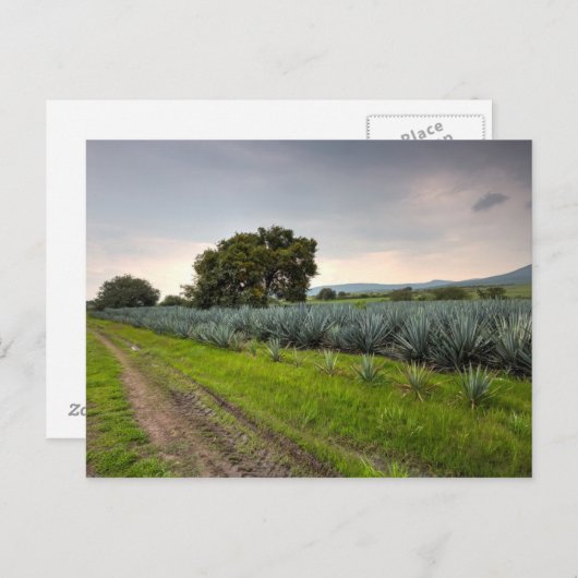 Carte Postale Paysage De Blue Agave (Devant / Derrière)