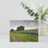 Carte Postale Paysage De Blue Agave (Debout devant)