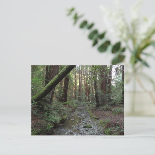 Carte Postale Paysage de la forêt de Muir Woods Stream (Debout devant)