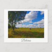 Carte Postale Paysage de la nature Birken Forêt Blanche Russie (Devant)