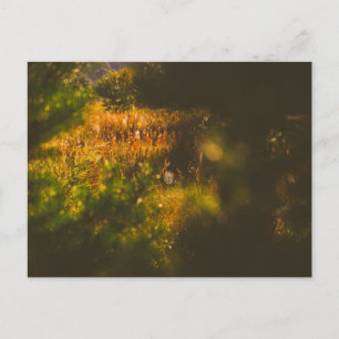 Carte Postale Paysage de la nature Scène Forestière Araignée Toi