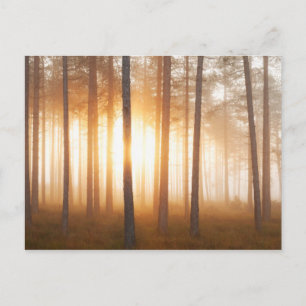 Carte Postale Paysage de la pinède