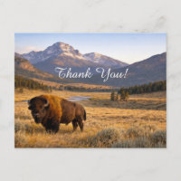 Paysage de montagne Bison d'Amérique Merci
