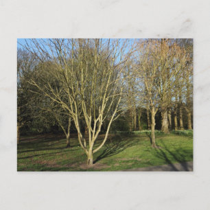 Carte Postale Paysage de parc au début du printemps