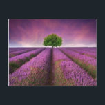 Carte Postale Paysage de terrain de lavande Coucher de soleil d'<br><div class="desc">Belle image du champ de lavande Paysage ensoleillé d'été avec un seul arbre à l'horizon des couleurs contrastées © et ® Bigstock® - Tous droits réservés.</div>