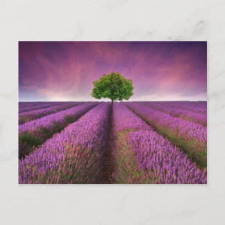 Carte Postale Paysage de terrain de lavande Coucher de soleil d'
