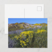 Carte Postale Paysage de terrain Fleur sauvage jaune (Devant / Derrière)