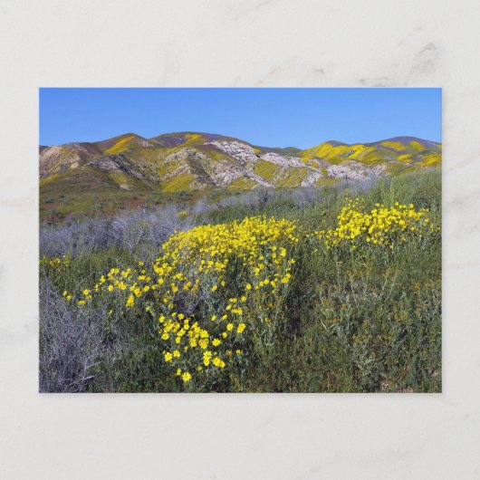 Carte Postale Paysage de terrain Fleur sauvage jaune (Devant)