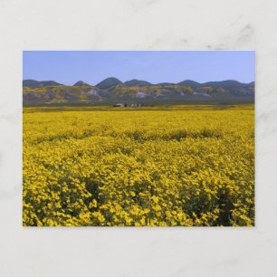 Carte Postale Paysage de terrain Fleur sauvage jaune