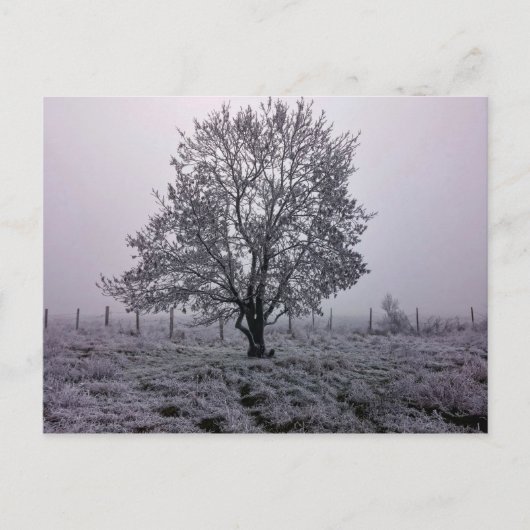 Carte Postale Paysage des arbres d'hiver (Devant)