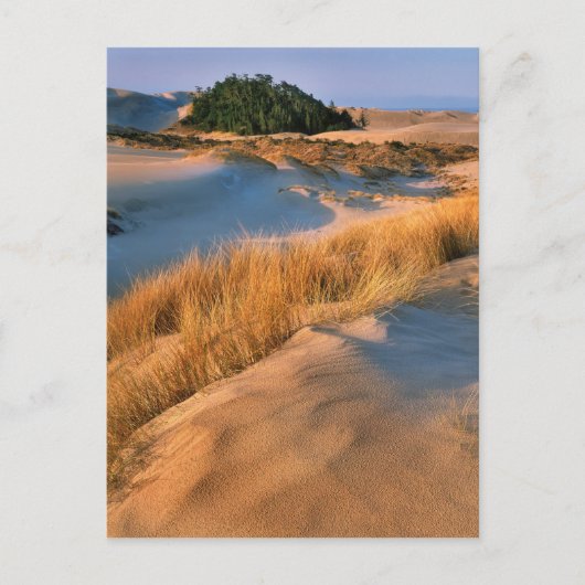 Carte Postale Paysage Des Dunes De Sable De L'Oregon (Devant)