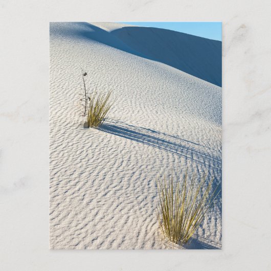 Carte Postale Paysage des dunes du désert du sable blanc (Devant)