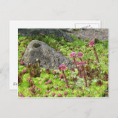 Carte Postale Paysage des fées (Devant / Derrière)