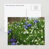 Carte Postale Paysage des fleurs du début du printemps (Devant / Derrière)